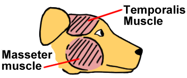 what-causes-masticatory-muscle-myositis-in-dogs